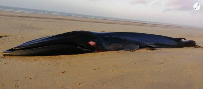 La Baleine Rorqual échouée samedi à Saint-Hilaire-de-Riez © Source presse en ligne (ouest-france.fr)